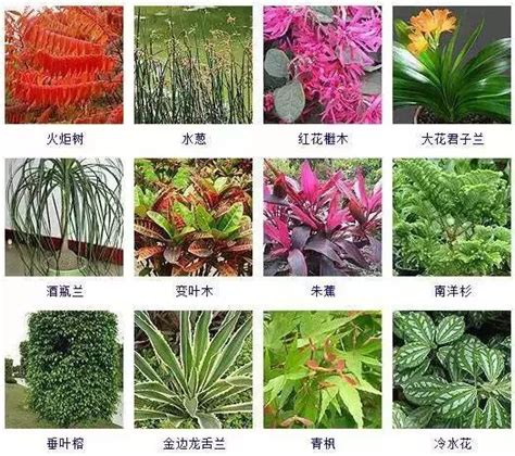 觀葉|觀葉植物 